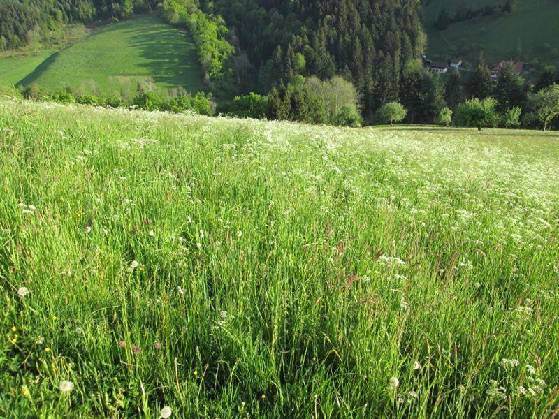 Hinterkimmighof Leilighet Oberharmersbach Eksteriør bilde