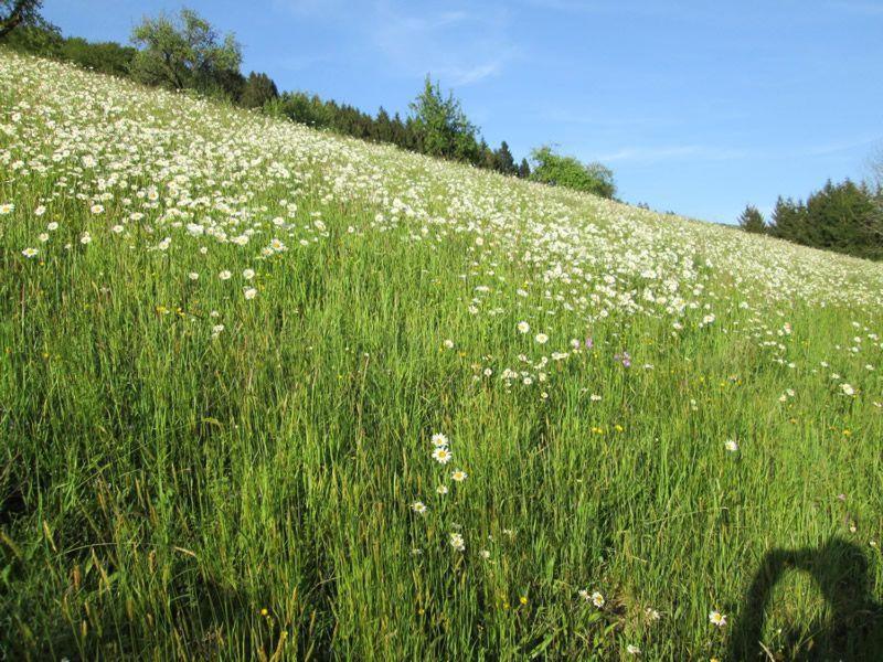 Hinterkimmighof Leilighet Oberharmersbach Eksteriør bilde